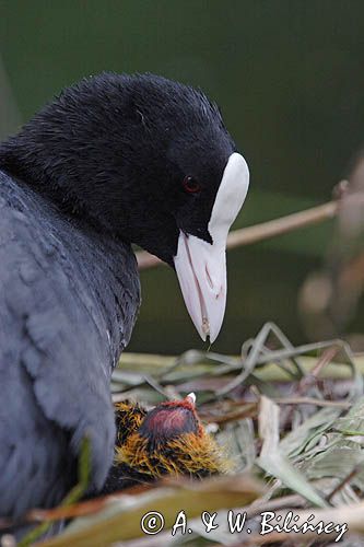 łyska Fulica atra, pisklę