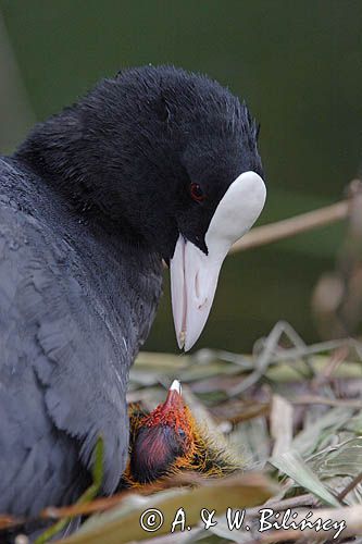 łyska Fulica atra, pisklę