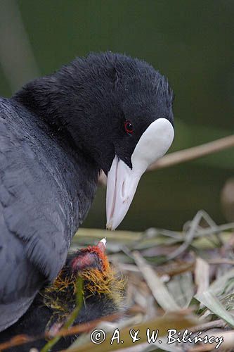 łyska Fulica atra, pisklę