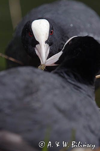 łyska Fulica atra