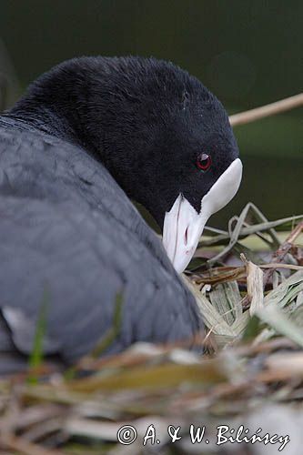 łyska Fulica atra, pisklę