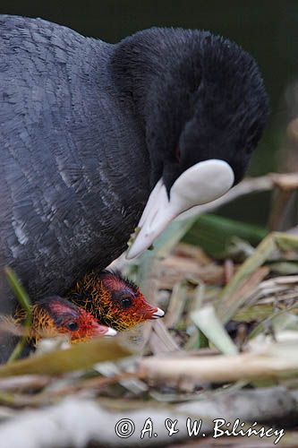 łyska Fulica atra, pisklę