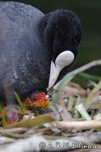 łyska Fulica atra, pisklę