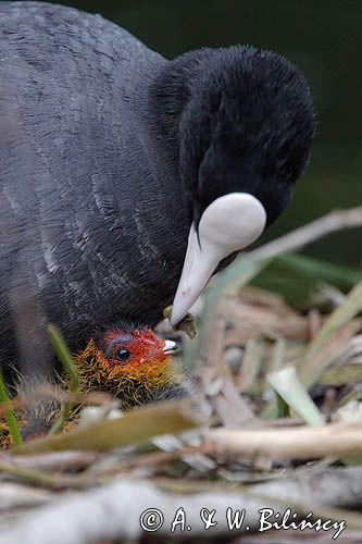 łyska Fulica atra, pisklę