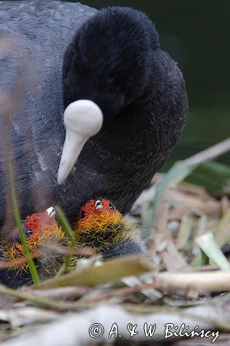 łyska Fulica atra, pisklę