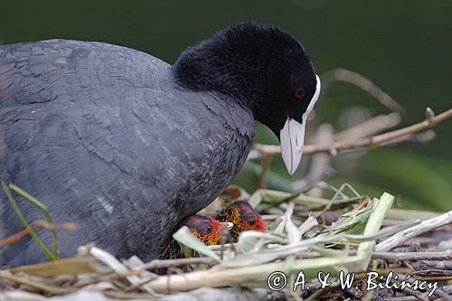 łyska Fulica atra, pisklę