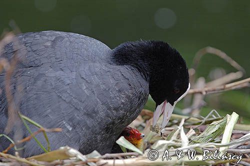 łyska Fulica atra, pisklę