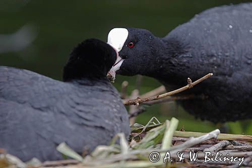 łyska Fulica atra