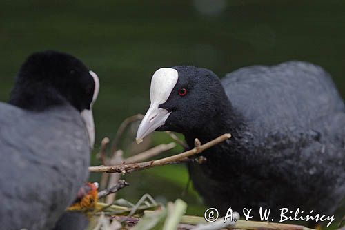 łyska Fulica atra, pisklę