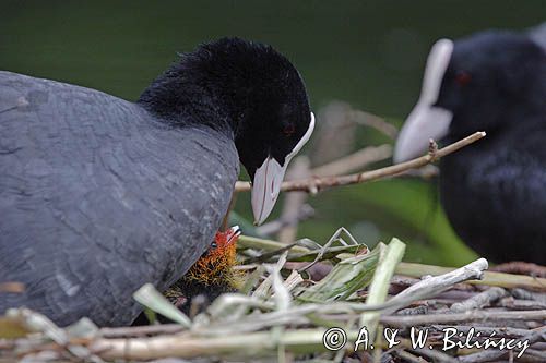 łyska Fulica atra, pisklę