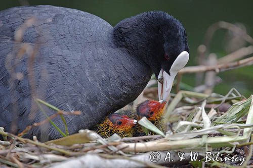 łyska Fulica atra, pisklę