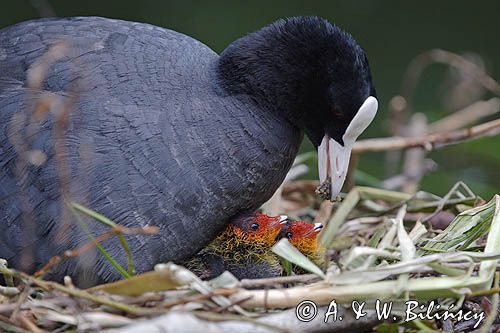 łyska Fulica atra, pisklę