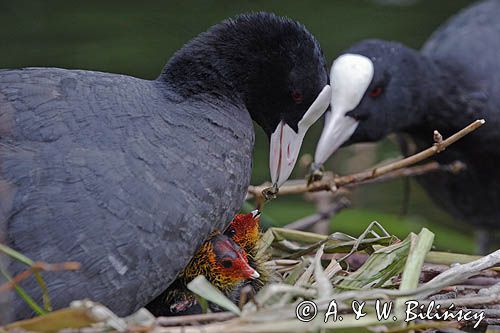 łyska Fulica atra, pisklę