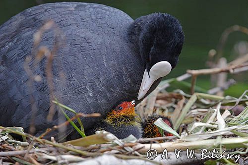 łyska Fulica atra, pisklę