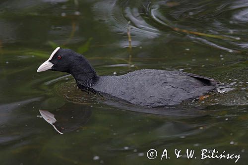 łyska Fulica atra