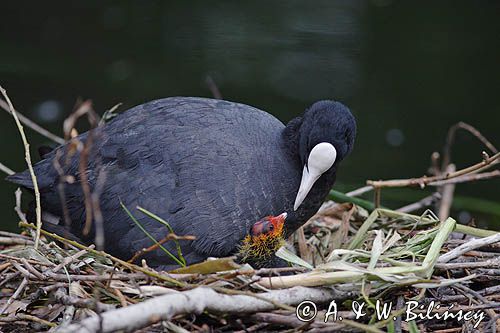 łyska Fulica atra, pisklę