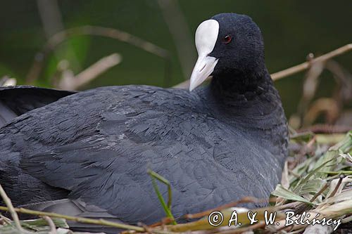 łyska Fulica atra