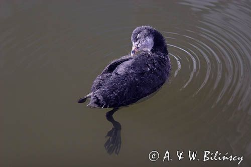 łyska Fulica atra podrośnięte pisklę