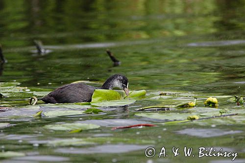 młoda łyska, Fulica atra