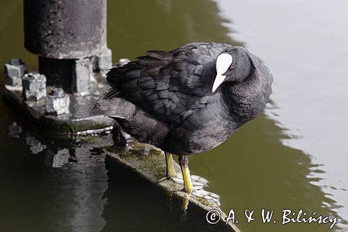 łyska, Fulica atra, na kanale, Holandia