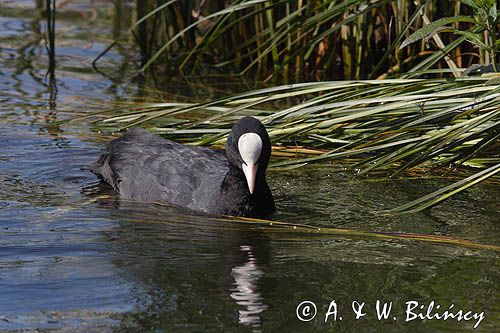 łyska, Fulica atra