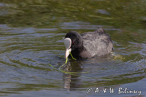 łyska, Fulica atra