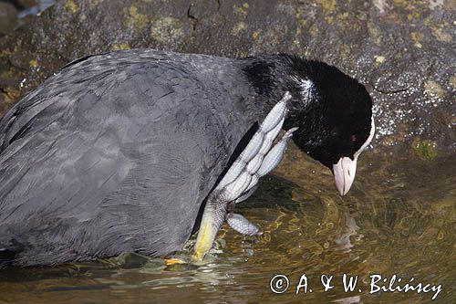 łyska, Fulica atra