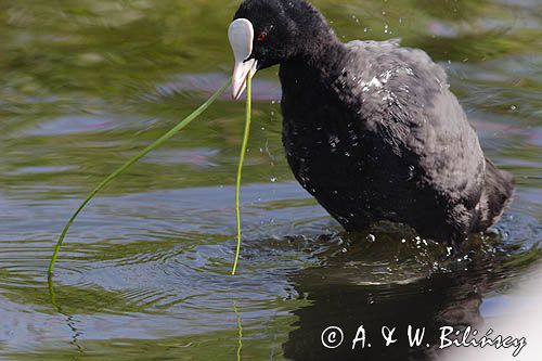 łyska, Fulica atra