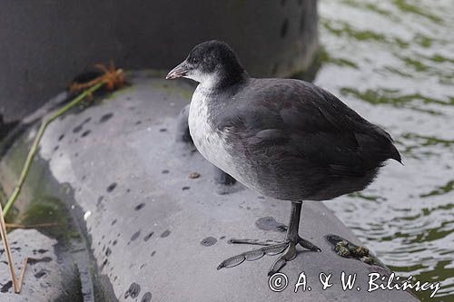 młoda łyska, Fulica atra