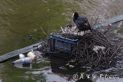 łyska, Fulica atra, na gnieździe w Amsterdamie, Holandia