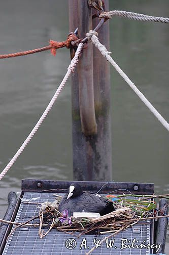 łyska, Fulica atra, na gnieździe w porcie Dordrecht, Holandia