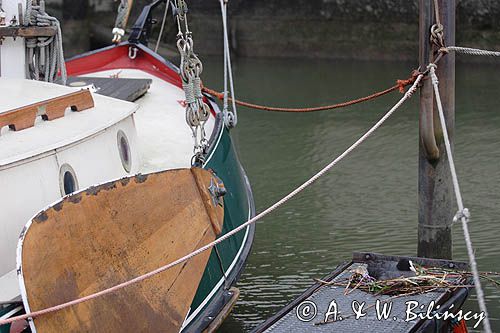 łyska, Fulica atra, na gnieździe w porcie Dordrecht, Holandia