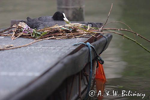 łyska, Fulica atra, na gnieździe w porcie Dordrecht, Holandia