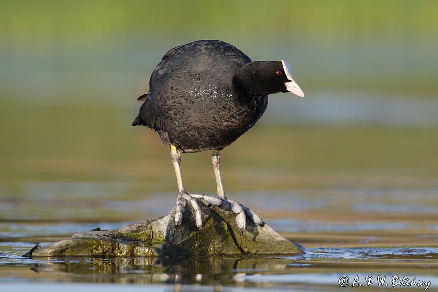 łyska, Fulica atra