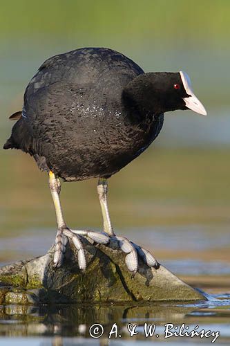 łyska, Fulica atra