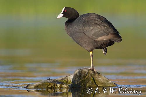 łyska, Fulica atra