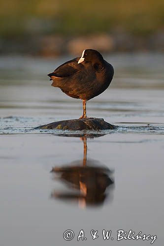 łyska, Fulica atra