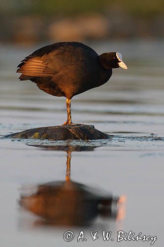 łyska, Fulica atra