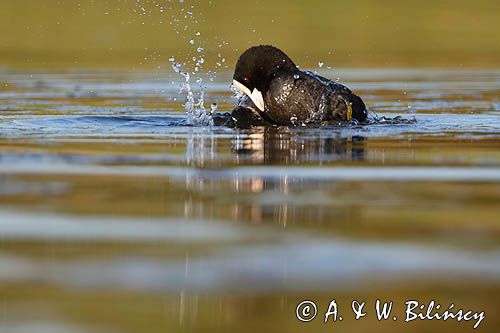 łyska, Fulica atra