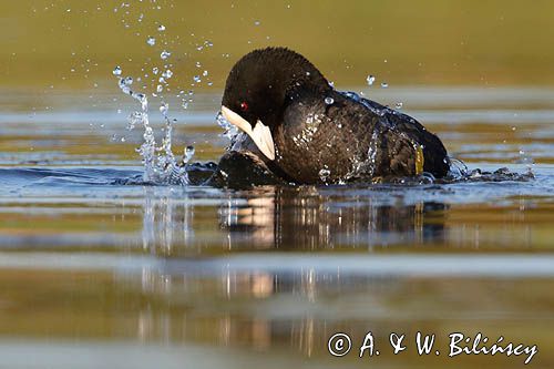 łyska, Fulica atra