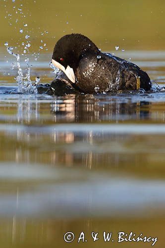 łyska, Fulica atra