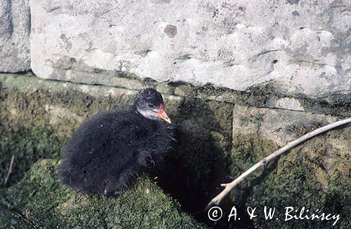 podrośnięte pisklę łyski, Łyska, Fulica atra