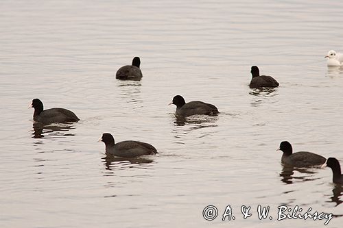 łyski Fulica atra