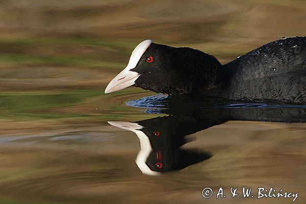 łyska, Fulica atra