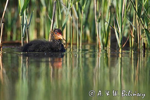 łyska, Fulica atra, pisklę