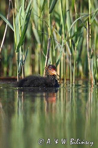 łyska, Fulica atra, pisklę