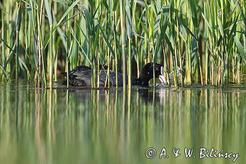 łyska, Fulica atra