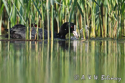 łyska, Fulica atra