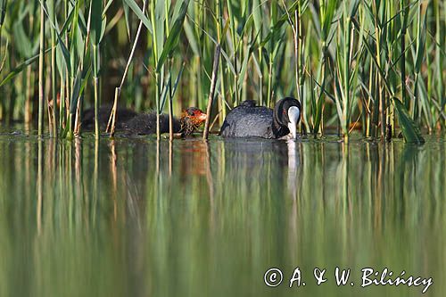 łyska, Fulica atra, dorosły ptak i pisklę