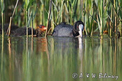 łyska, Fulica atra, dorosły ptak i pisklę